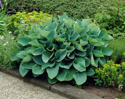 ХОСТА Зибольда Элеганс Разбор 1 n Кол-во упак., шт 2