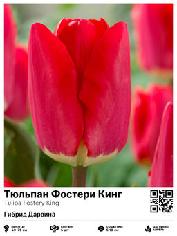 Тюльпан Fostery King (Гибрид Дарвина) - Голландские луковицы фото 4