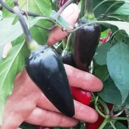Перец Халапеньё Чёрный - Jalapeno Black