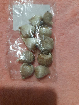 Спараксис трехцветный микс 10 шт