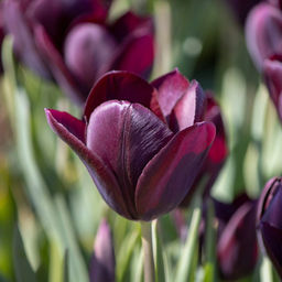 Тюльпан Eduard Pelger (Триумф) - Голландские луковицы фото 3