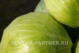 Капуста белокочанная позднеспелая Валентина - Партнер фото 3