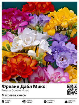 Фрезия Double Mixed (Махровая) - Голландские луковицы фото 2