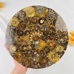 Подставка декоративная из Аммонитов