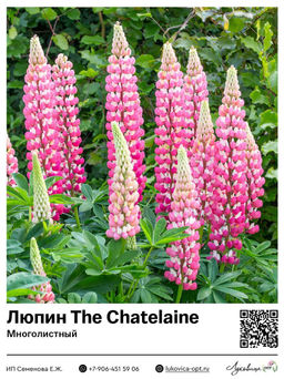 Люпин The Chatelaine (Многолистный)