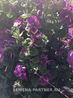 Петуния махровая срезочная Аллегра - Партнер фото 5