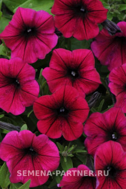 Петуния Шок Вэйв Дип Перпл многоцветковая каскадная - Партнер фото 3