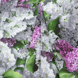 Постельное бельё Цветок желаний (бязь премиум) Семейный/Пододеяльник: 2 шт. - 215*143; Простыня: 1 шт. - 220*240; Наволочка: 2 шт. - 70*70; Премиум - Артпостель фото 5