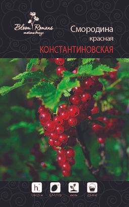 Смородина красная Константиновская