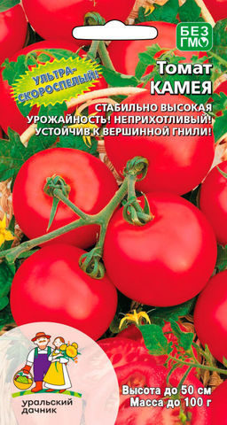 Томат КАМЕЯ Ультраскороспелый! Молниеносная урожайность! Неприхотливый! Устойчив к вершинной гнили!