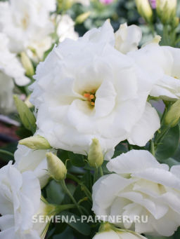 Эустома карликовая махровая белая Леди Бэнкс - Партнер фото 3