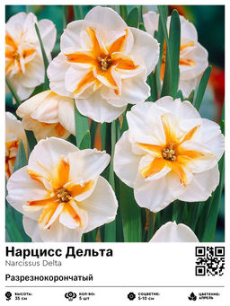 Нарцисс Дельта (Разрезнокорончатый)