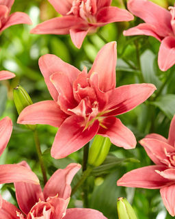 Лилия Double Lady (Азиатский гибрид, махровый) - Голландские луковицы фото 4