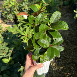 Рододендрон Брисанз