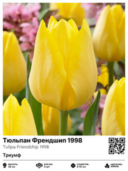 Тюльпан Френдшип 1998 (Триумф)