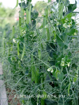 Горох овощной Бутана - Партнер фото 3