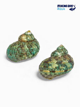 Цена за 2 шт. Набор ракушек декоративных, длина 4-5 см. ширина 2 см, 2 шт