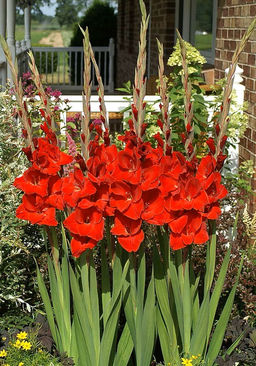 Гладиолус Oscar - Голландские луковицы фото 2