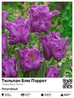 Тюльпан Blue Parrot (Попугайный) - Голландские луковицы фото 4