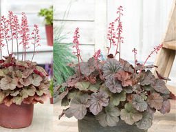 Гейхера Кассис