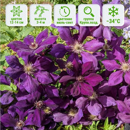 Клематис Джипси Квин