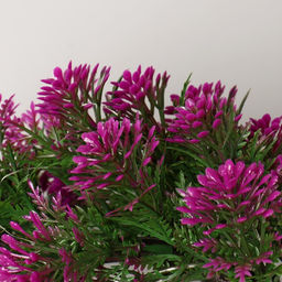 Бонсай в горшке «Селагинелла африканская», 10×20 см, МИКС