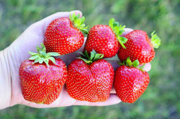 Клубника Нанди А 10шт/пучок