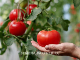 Томат Наша Маша F1 - Партнер фото 3