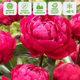 Пион Ред Сара Бернар