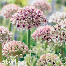 Allium Silver Spring (луковица) - Bufl фото 2