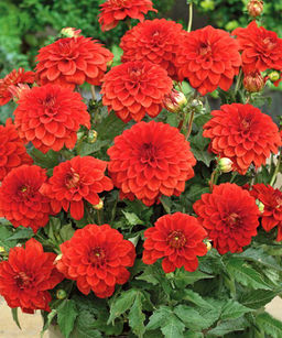 ГЕОРГИНА Гэллери Валентин Разбор I Кол-во упак., шт 1