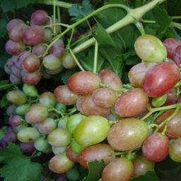 Виноград Шахрезада (коробка) 1шт