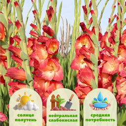 Гладиолус Окасо 5 шт - Долина роз фото 2