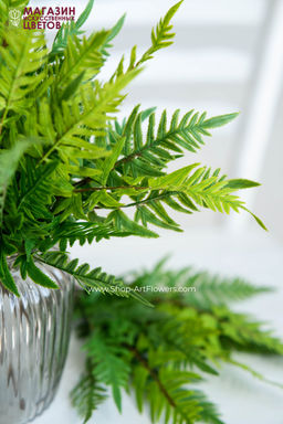 135	Папоротник 4 - Без тм фото 5
