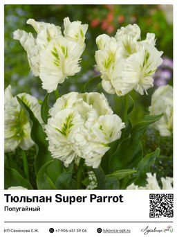 Тюльпан Super Parrot (Попугайный)