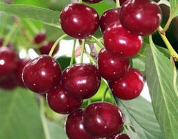 Вишня ДЮК Саратовская малышка (саженец с этикеткой) 1шт