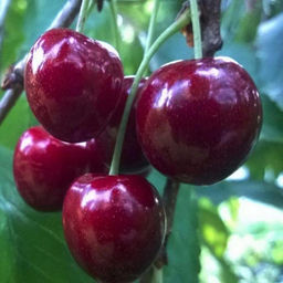 Черешня Речица (саженец с этикеткой) 1шт