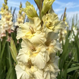 ГЛАДИОЛУС Дрими Крими Разбор 10/12 Кол-во упак., шт 8