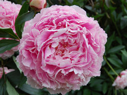 Пион Sarah Bernhardt (Сара Бернар)