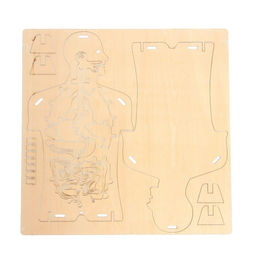 Набор для опытов Строение тела, 24 элемента, в пакете - Эврики фото 4