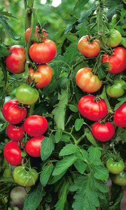 Томат НЕПАСЫНКУЮЩИЙСЯ САХАРНЫЙ Ультраскороспелый сорт! Высокое содержание ликопина!