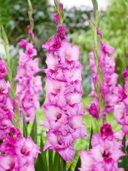 ГЛАДИОЛУС Экспириенс Разбор 10/12 Кол-во упак., шт 8