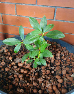 Рододендрон Поларнахт