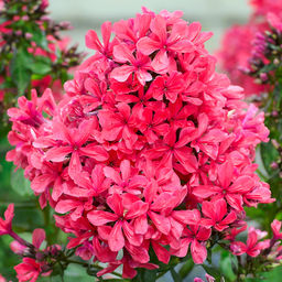 ФЛОКС Клеопатра Разбор I Кол-во упак., шт 2