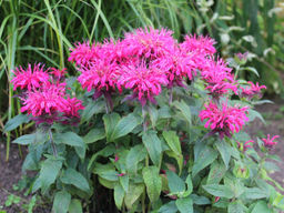 Монарда (бергамот) розовая