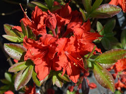 Азалия крупноцветковая Doloroso (Долоросо) - Долина роз фото 3