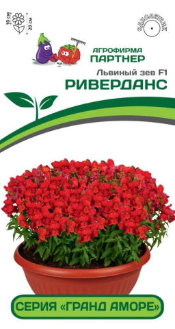 Львиный Зев низкорослый крупноцветковый Гранд Аморе Риверданс - Партнер фото 2