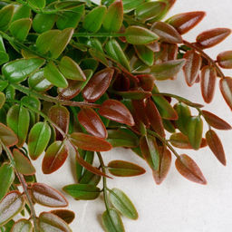 Зелень искусственная 37 см / FT-5526 /уп 2/600/ - Галеонтрейд фото 7