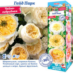 Роза Гайд Парк (Чайно-гибридная) 1шт