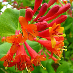 Жимолость Брауна Дропморе Скарлет 30-50 см, горшок Р9